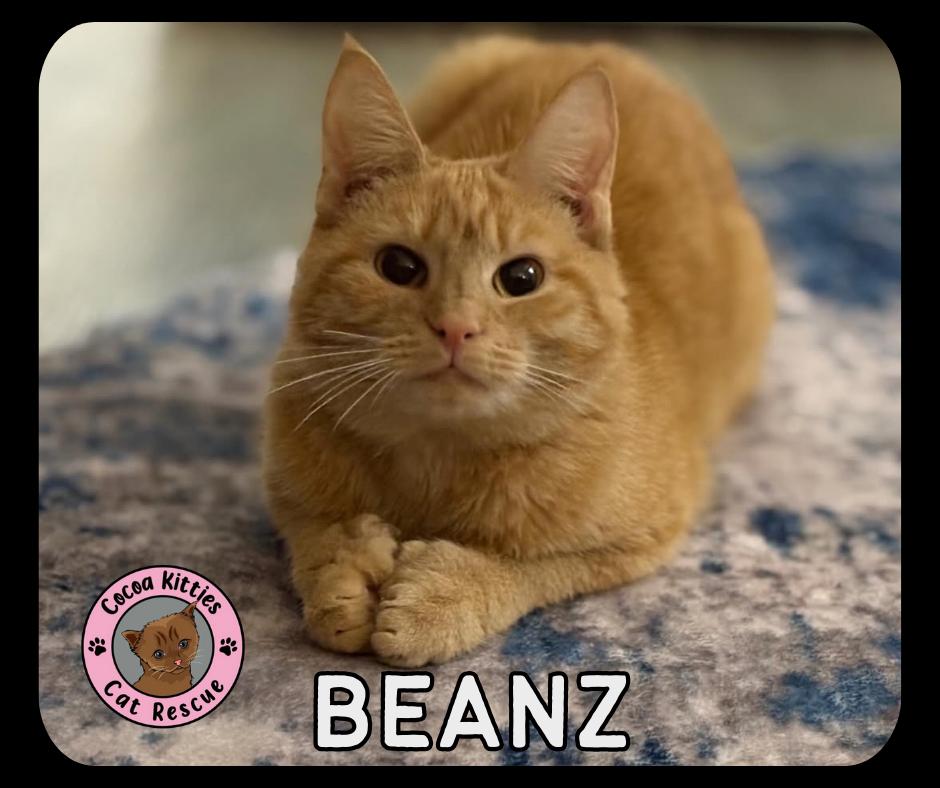 Enlarge Beanz, a Adoptable mixed breed in Hershey, PA image 2/2