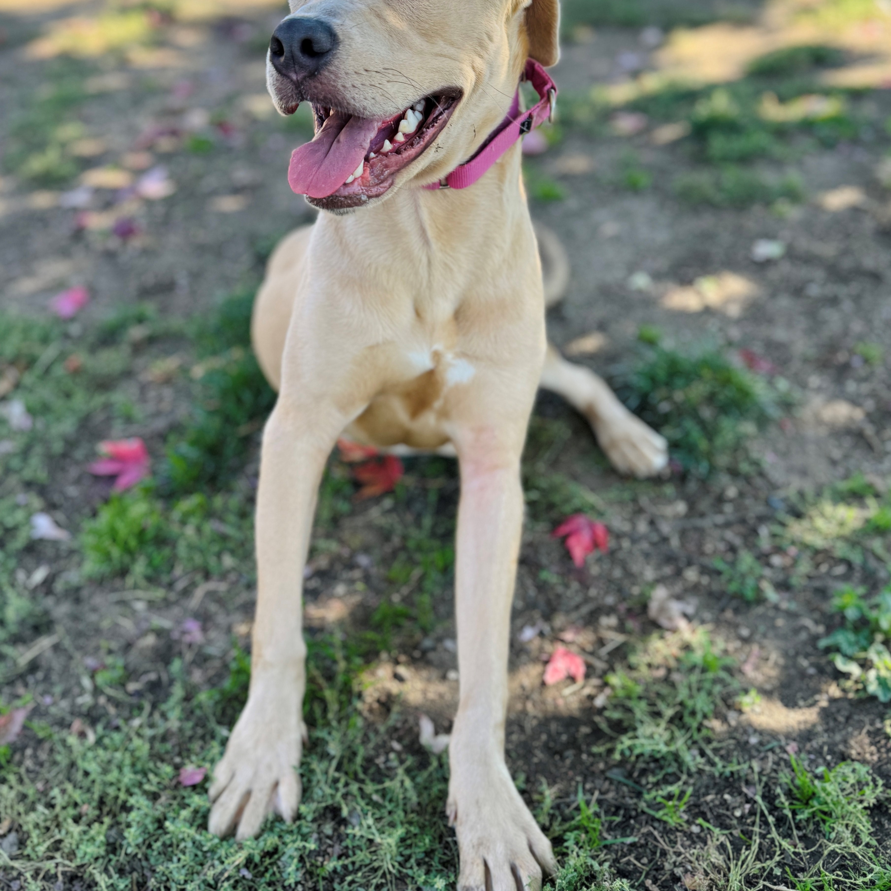 Dante, an adoptable Labrador Retriever, Pit Bull Terrier in Phoenix, OR, 97535 | Photo Image 3