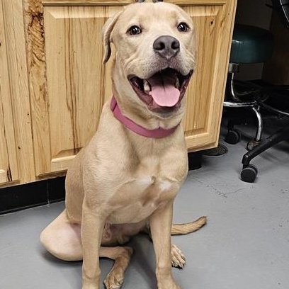 Dante, an adoptable Labrador Retriever, Pit Bull Terrier in Phoenix, OR, 97535 | Photo Image 6