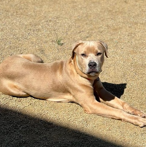 Dante photo 5