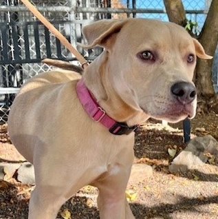 Dante, an adoptable Labrador Retriever, Pit Bull Terrier in Phoenix, OR, 97535 | Photo Image 4