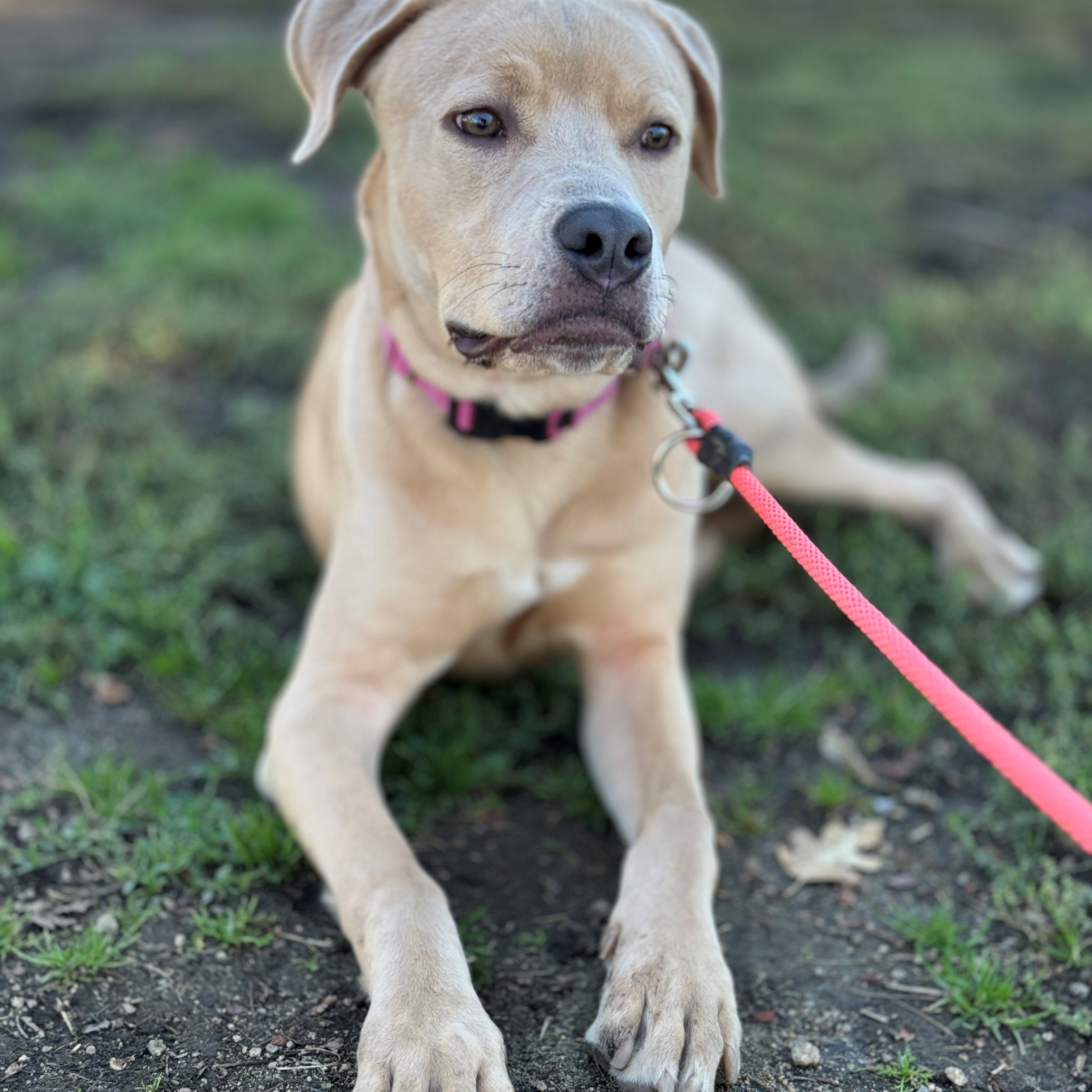 Dante, an adoptable Labrador Retriever, Pit Bull Terrier in Phoenix, OR, 97535 | Photo Image 2