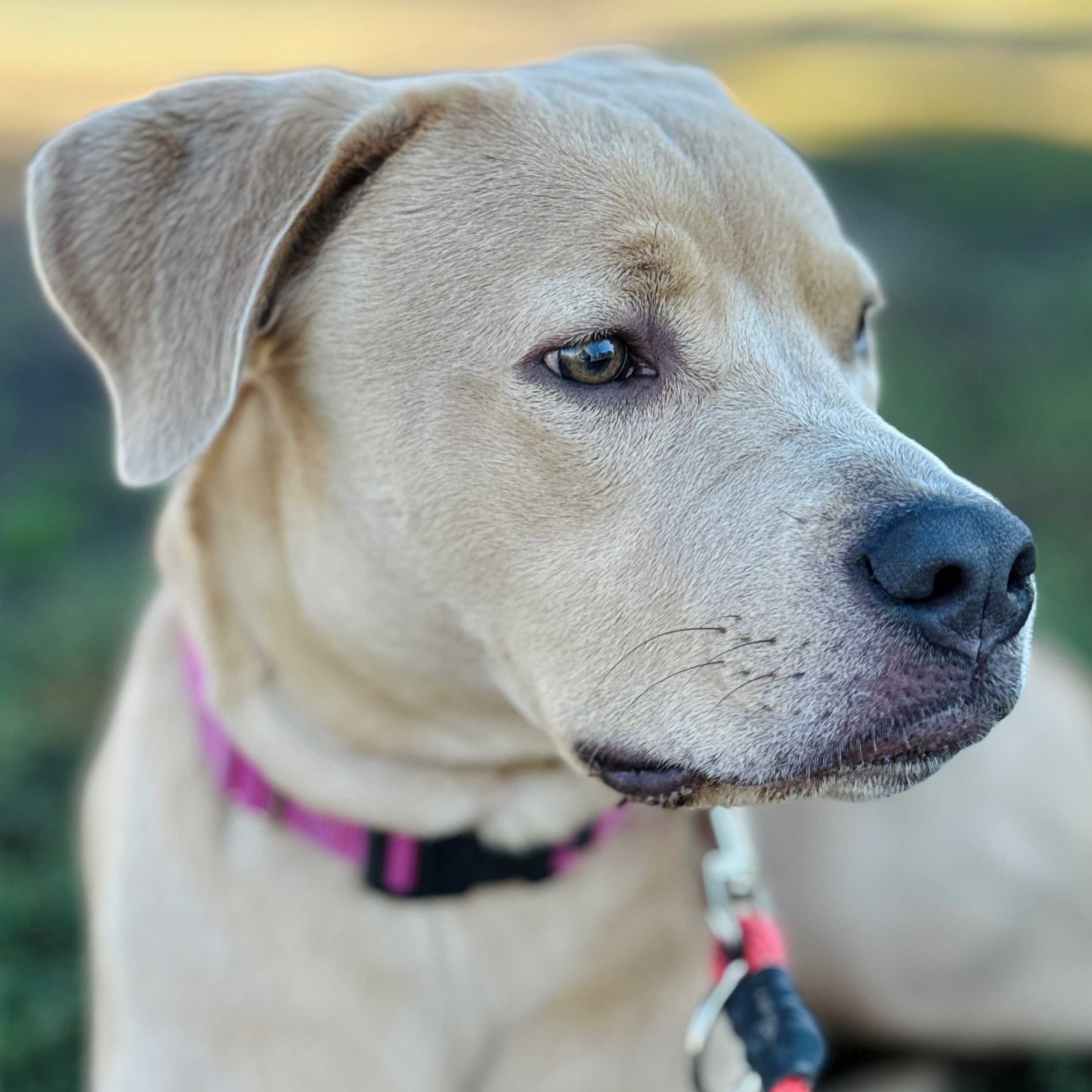 Dante, Adult Male Labrador Retriever