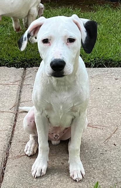 Enlarge Tappy  A048697, a Adoptable Mixed Breed in Sharpsburg, GA image 1/6