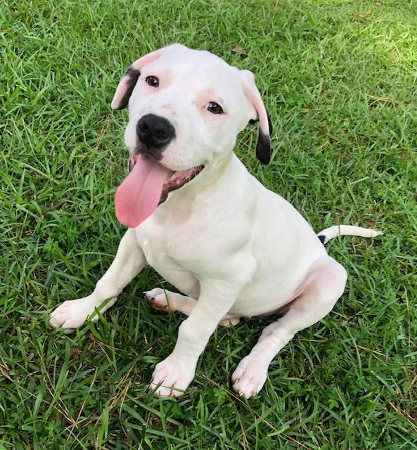 Enlarge Tappy  A048697, a Adoptable Mixed Breed in Sharpsburg, GA image 2/6