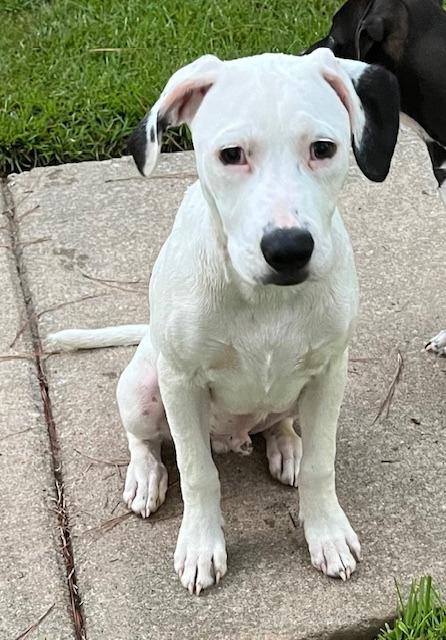 Enlarge Tappy  A048697, a Adoptable Mixed Breed in Sharpsburg, GA image 3/6