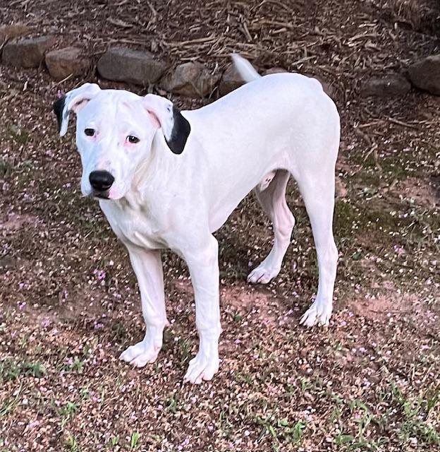Enlarge Tappy  A048697, a Adoptable Mixed Breed in Sharpsburg, GA image 4/6
