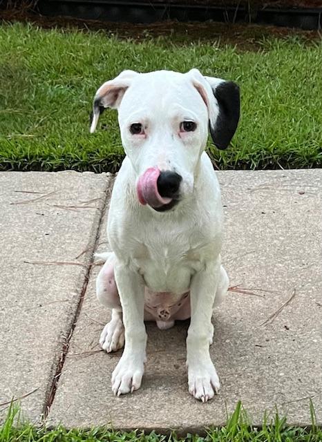 Enlarge Tappy  A048697, a Adoptable Mixed Breed in Sharpsburg, GA image 5/6