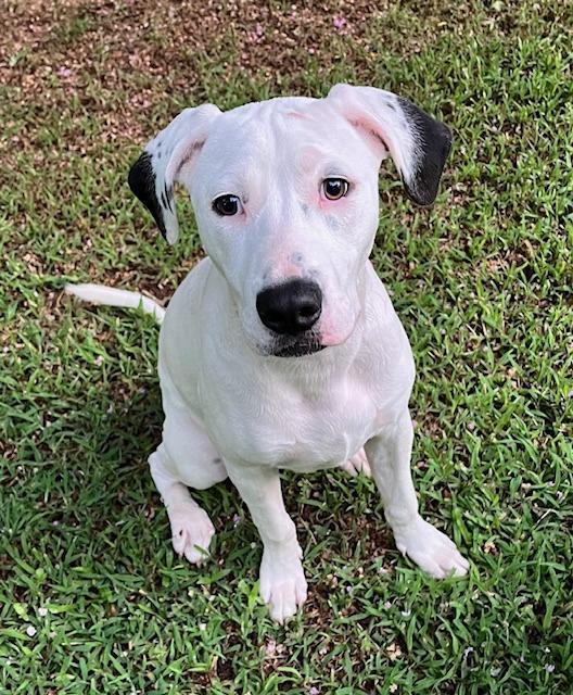 Enlarge Tappy  A048697, a Adoptable Mixed Breed in Sharpsburg, GA image 6/6