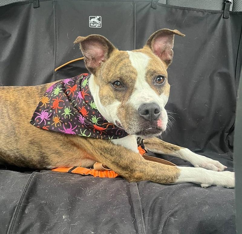 Enlarge JUNIPER, a Adoptable Terrier in Pegram, TN image 5/6
