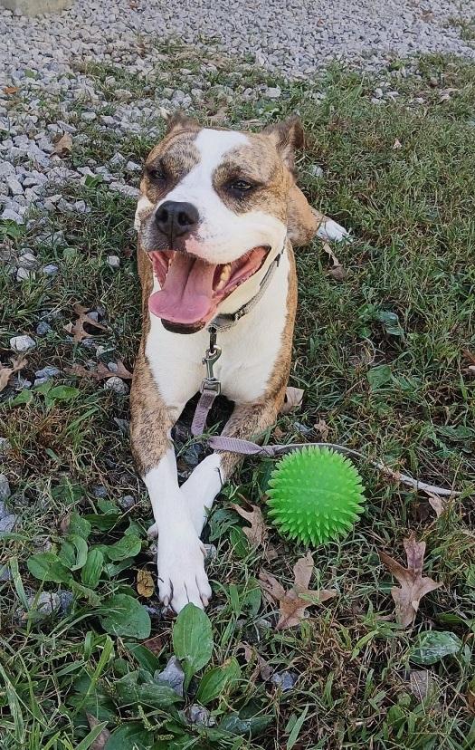 Enlarge JUNIPER, a Adoptable Terrier in Pegram, TN image 6/6