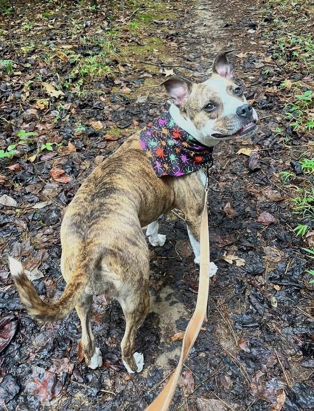 Enlarge JUNIPER, a Adoptable Terrier in Pegram, TN image 3/6