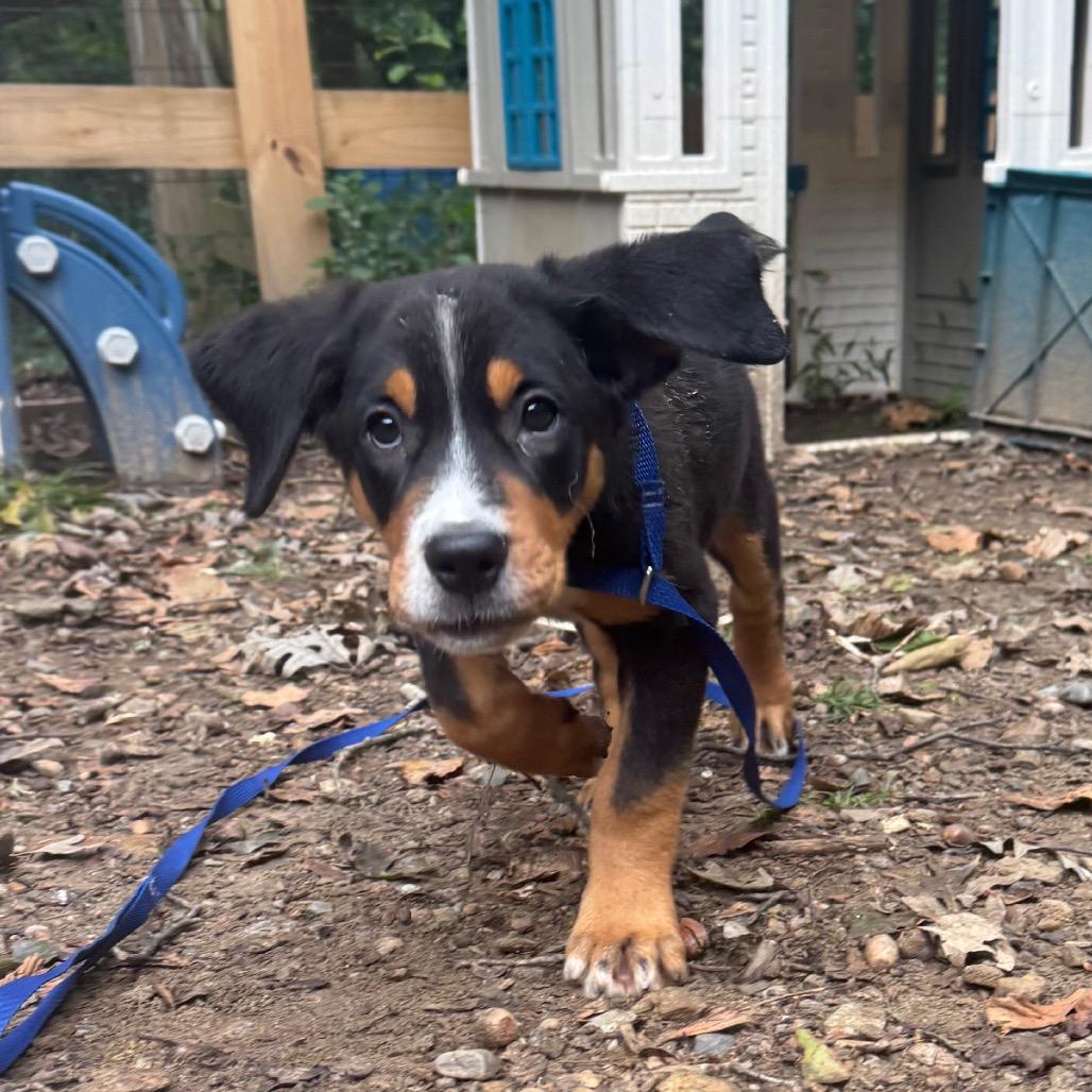 Nova, Adoptable, Puppy Female Greater Swiss Mountain Dog.