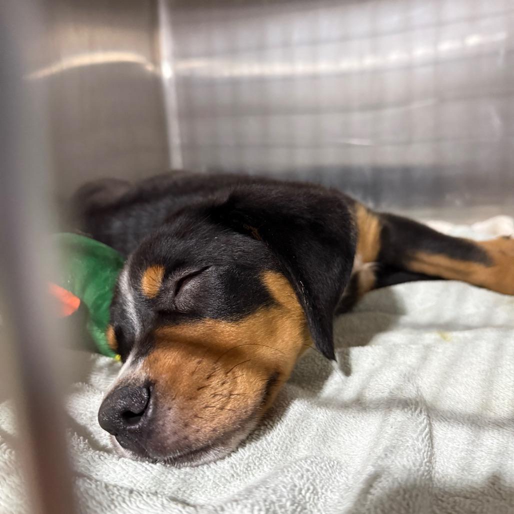 Enlarge Nova, a Adoptable Greater Swiss Mountain Dog in West Chester, PA image 2/2