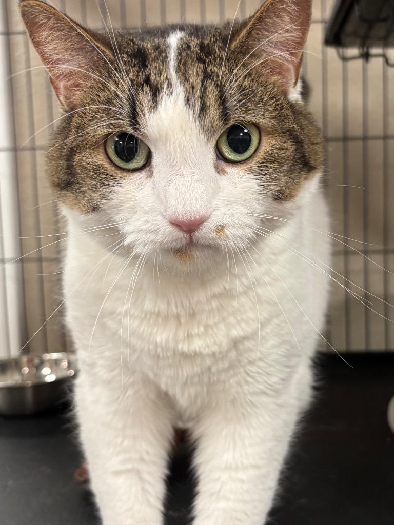 Twix, Adoptable, Adult Female Domestic Medium Hair.