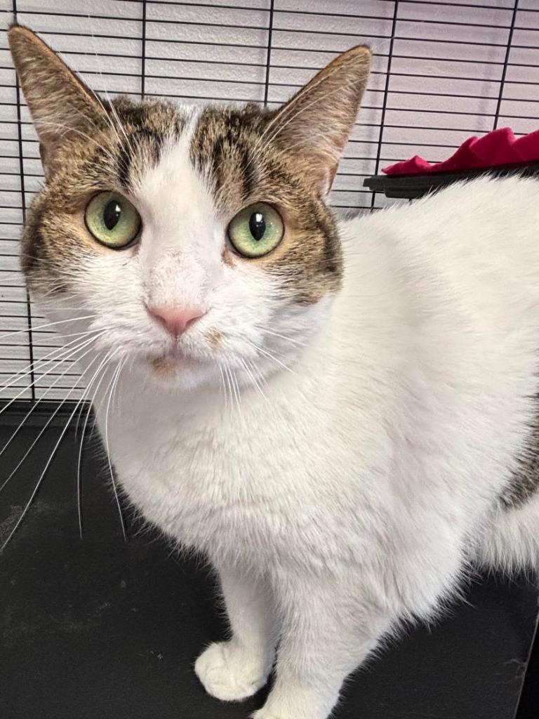 Twix, a Adoptable mixed breed in Midland, TX image 3/4