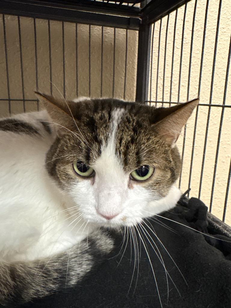 Twix, a Adoptable mixed breed in Midland, TX image 3/4