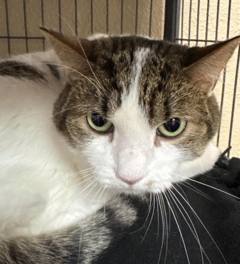 Twix, a Adoptable mixed breed in Midland, TX image 4/4