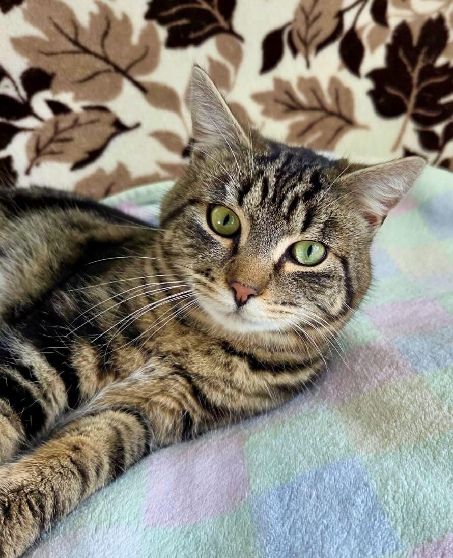 Biscuit, an adoptable Tabby in Hood River, OR image 4/4