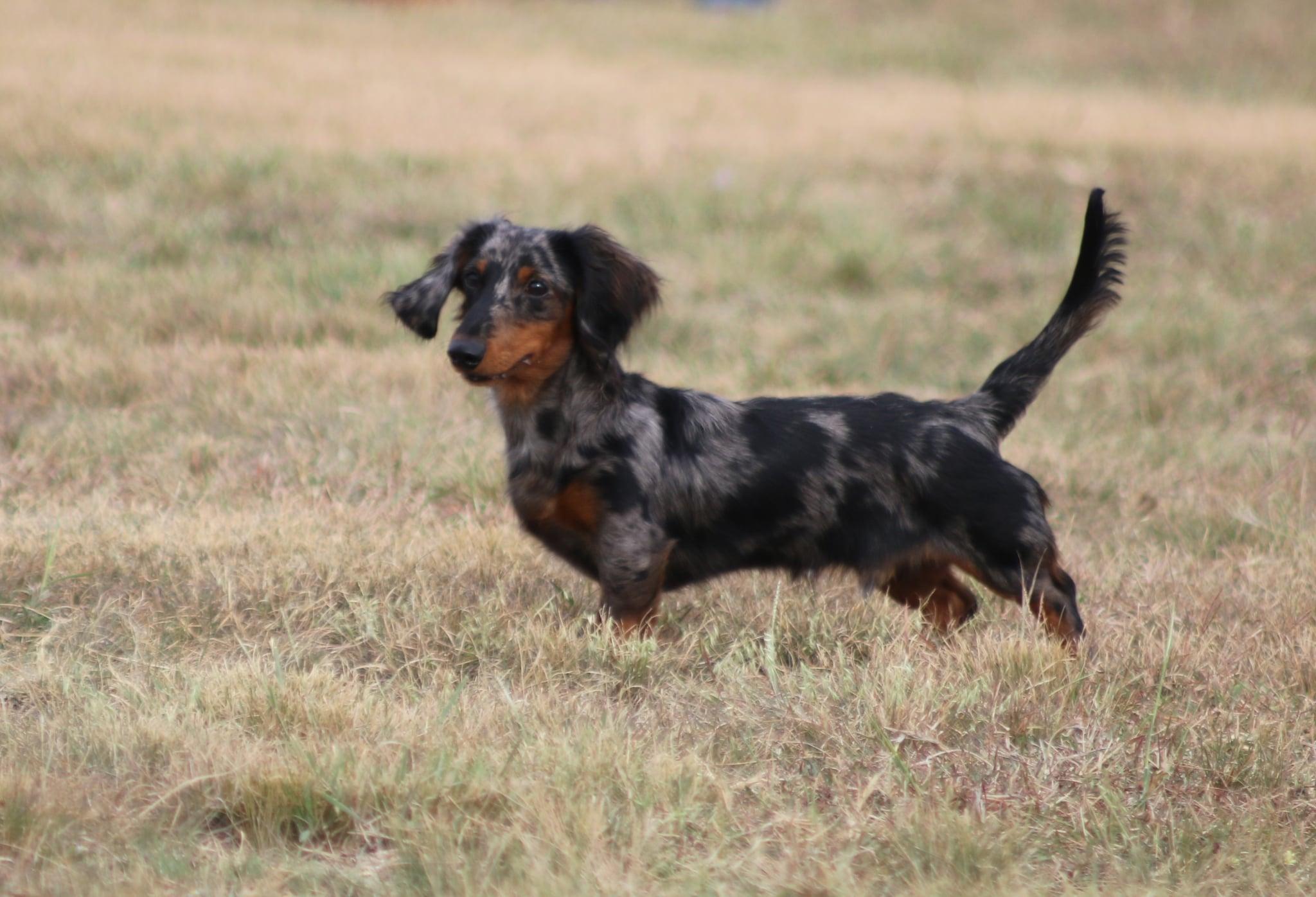 Enlarge Ace, a ADOPTABLE Dachshund (Long Haired) in Colleyville, TX image 1/4