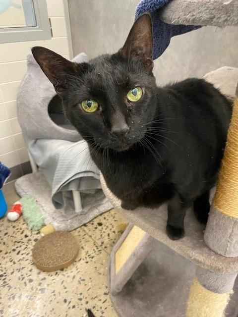 Enlarge SHACO, a Adoptable Domestic Short Hair in Leesburg, VA image 1/1