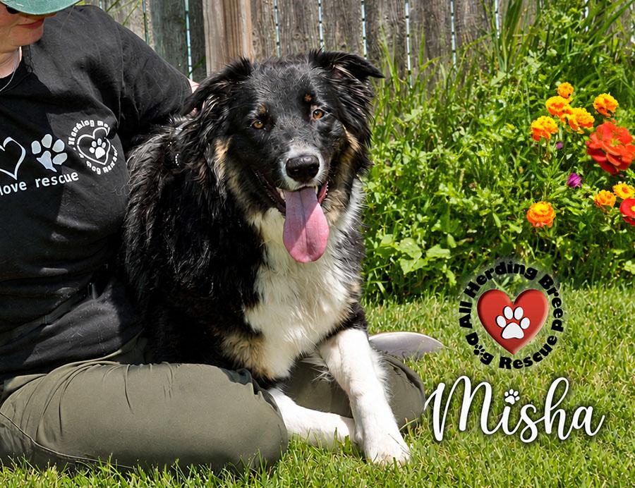 Enlarge Misha, a ADOPTABLE mixed breed in Joliet, IL image 3/3