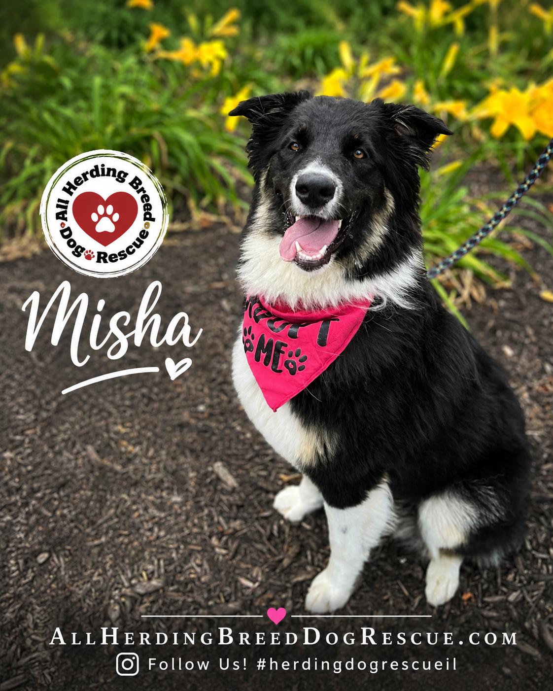 Misha, ADOPTABLE, Young Female Border Collie.