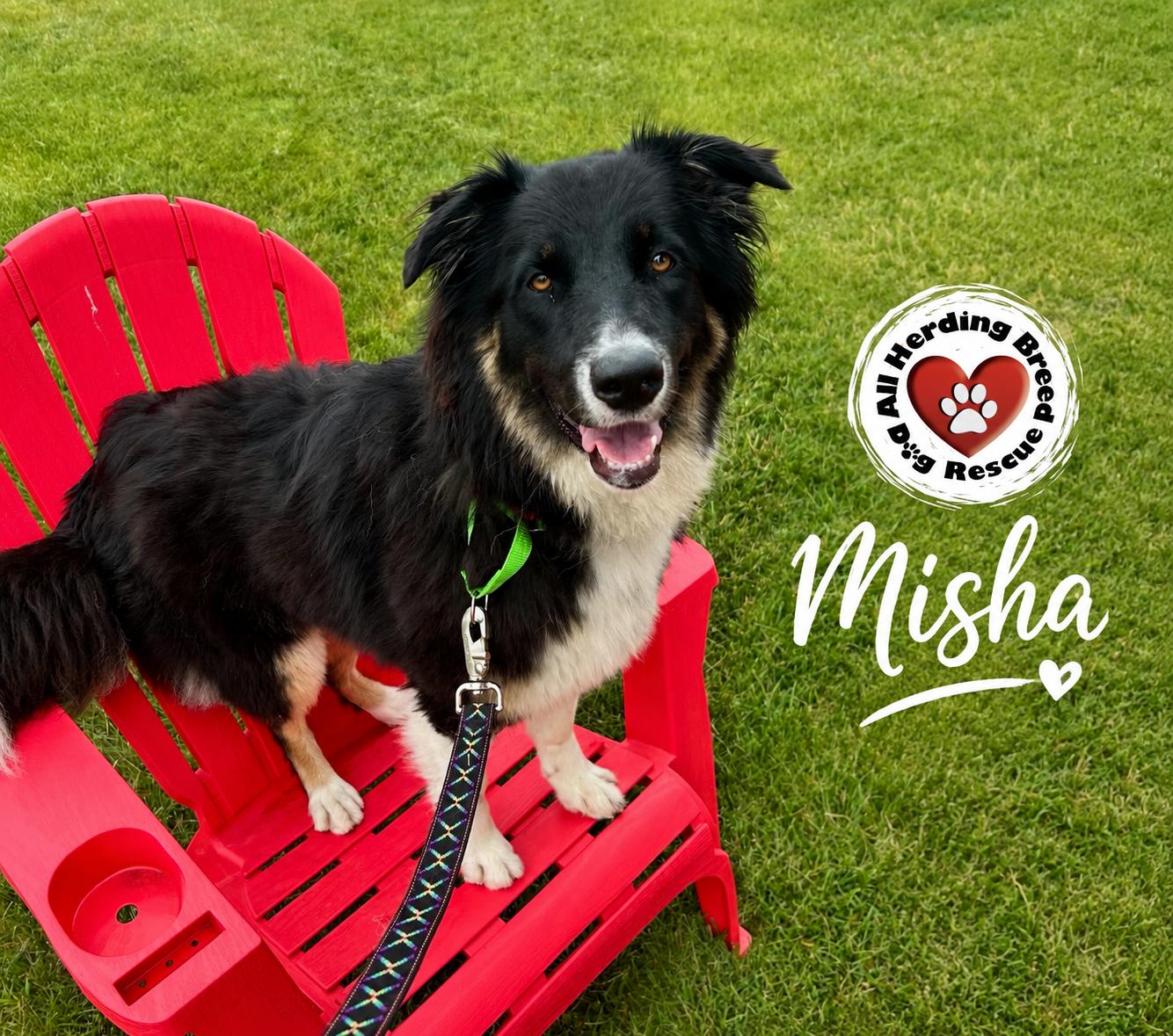Misha, a ADOPTABLE mixed breed in Joliet, IL image 6/6