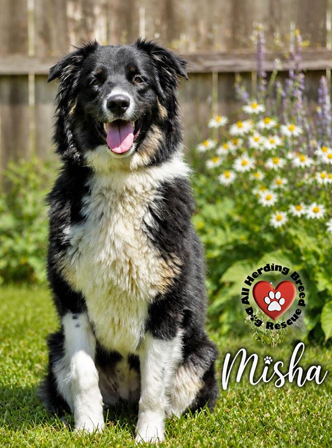 Enlarge Misha, a ADOPTABLE mixed breed in Joliet, IL image 2/3