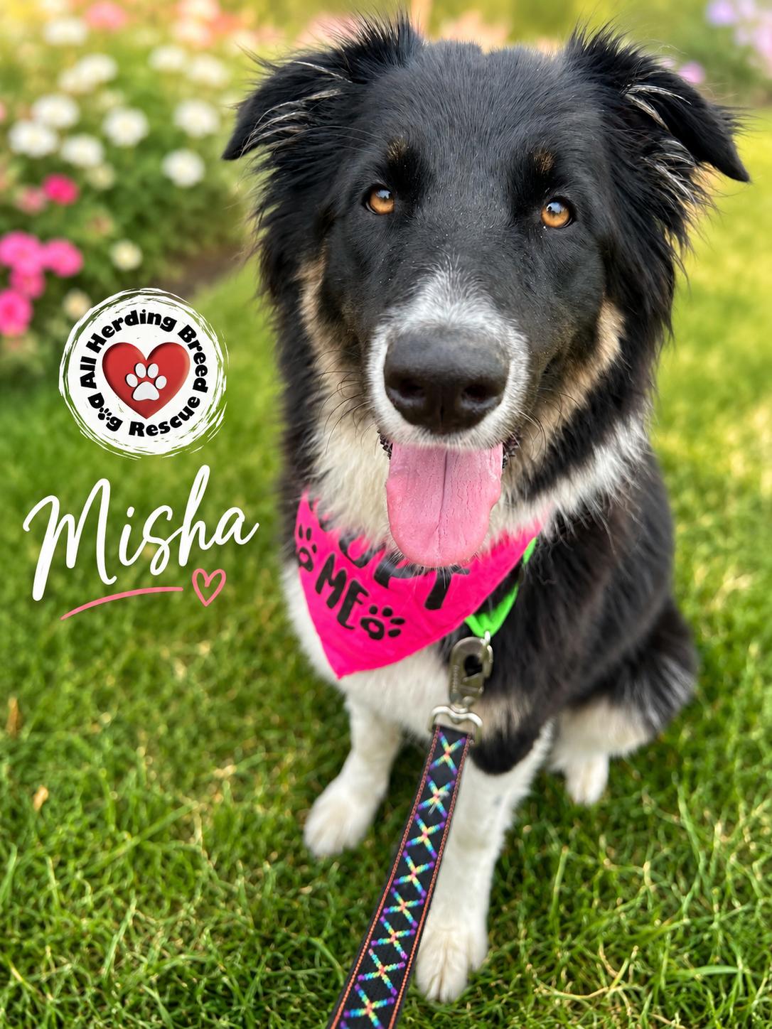 Misha, a ADOPTABLE mixed breed in Joliet, IL image 3/6