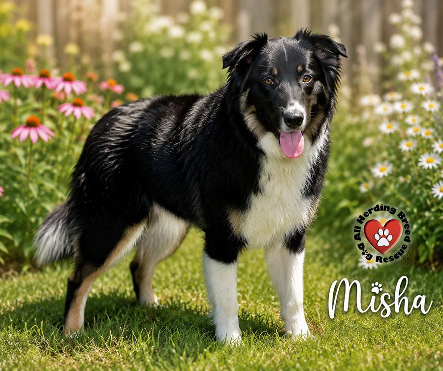 Misha, ADOPTABLE, Puppy Female Border Collie.