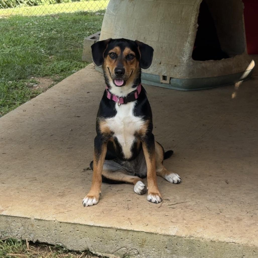Enlarge Brittany, a Adopted mixed breed in Talbott, TN image 2/2