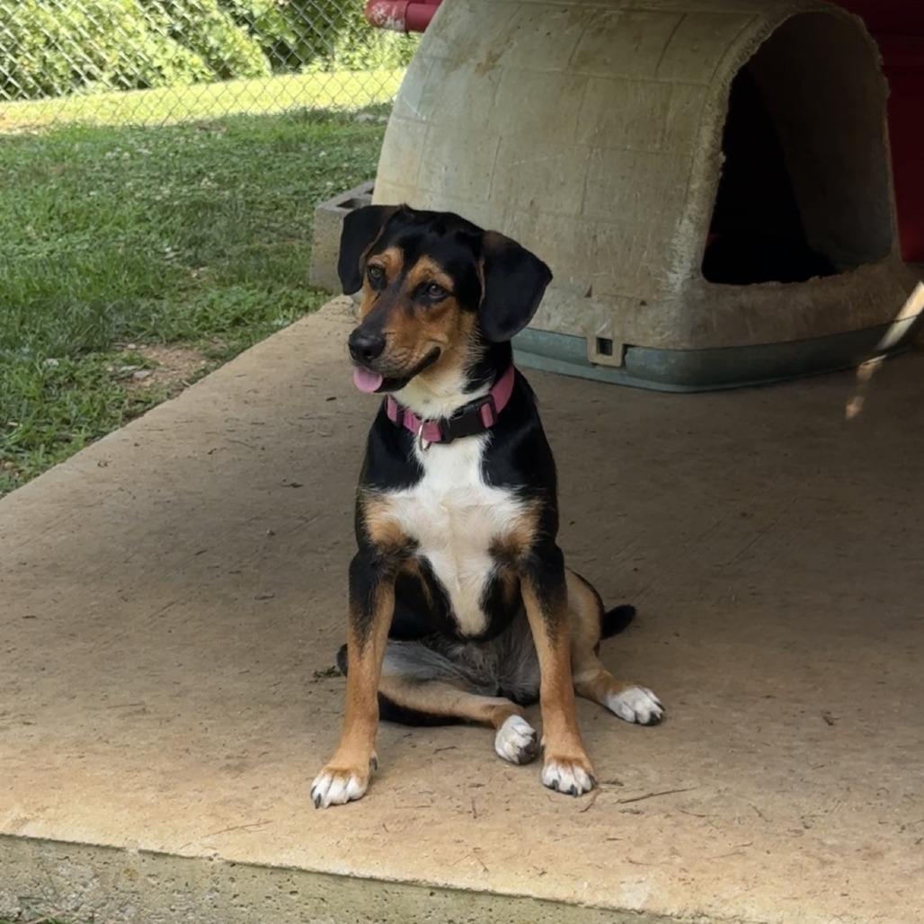 Brittany, Adopted, Young Female American Foxhound & Beagle.