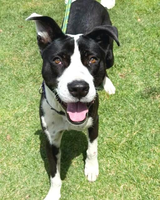 BUDDY, Adoptable, Young Male Pit Bull Terrier.