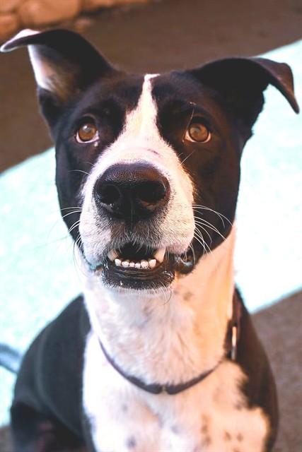 BUDDY, Adoptable, Young Male Pit Bull Terrier.