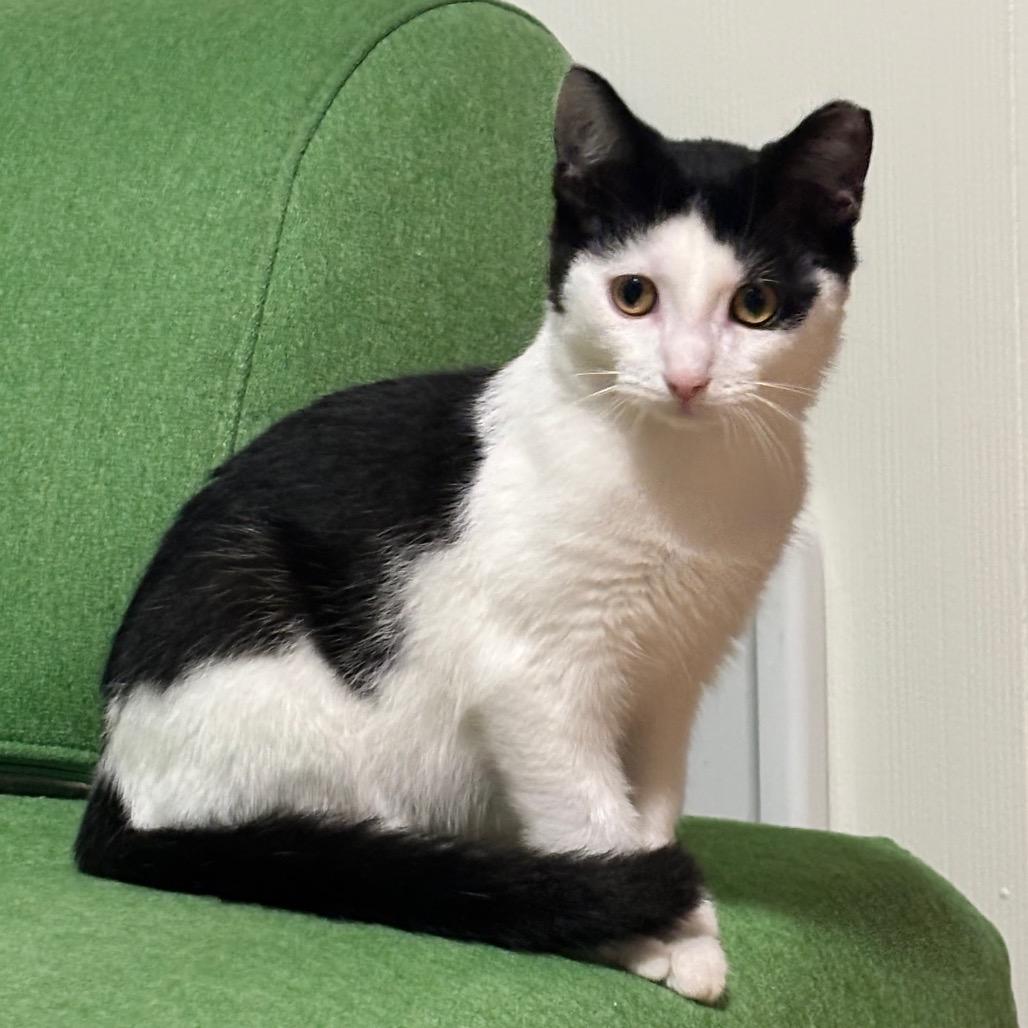 Enlarge Possum, a Adoptable Domestic Short Hair in Traverse City, MI image 1/6