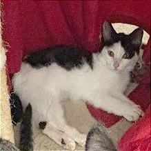 Enlarge Possum, a Adoptable Domestic Short Hair in Traverse City, MI image 2/6