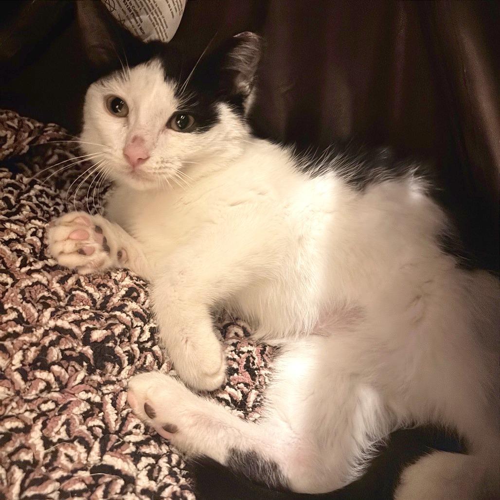 Enlarge Possum, a Adoptable Domestic Short Hair in Traverse City, MI image 3/6