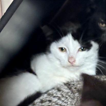 Enlarge Possum, a Adoptable Domestic Short Hair in Traverse City, MI image 4/6