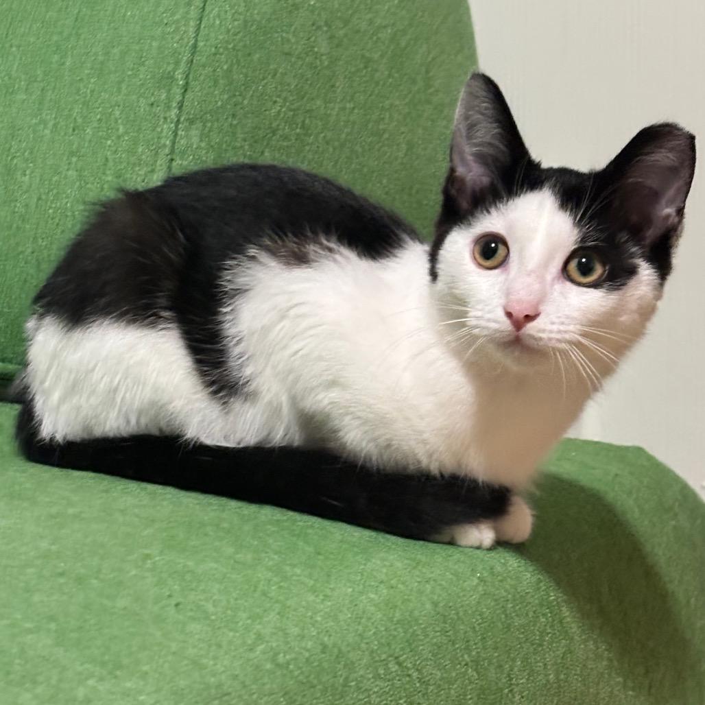 Enlarge Possum, a Adoptable Domestic Short Hair in Traverse City, MI image 5/6