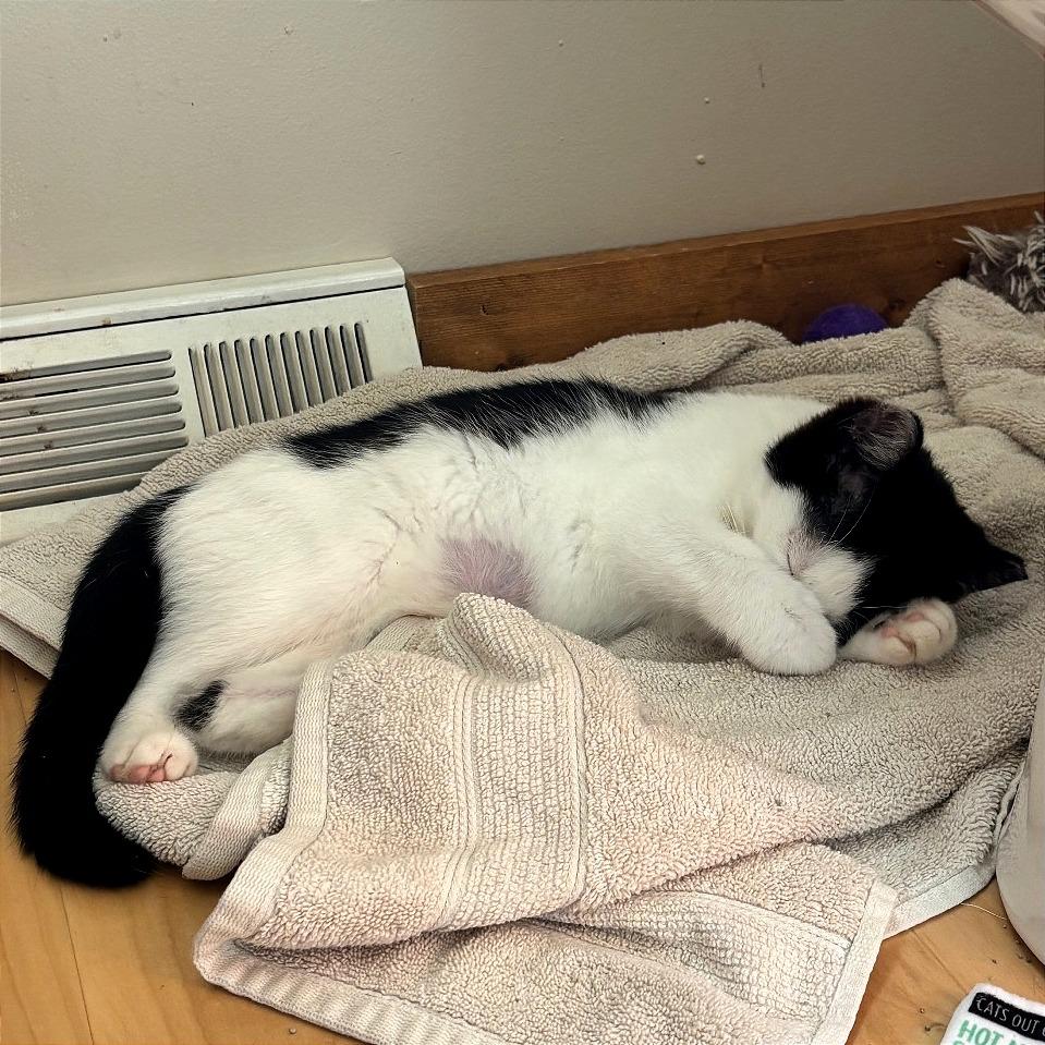 Enlarge Possum, a Adoptable Domestic Short Hair in Traverse City, MI image 6/6