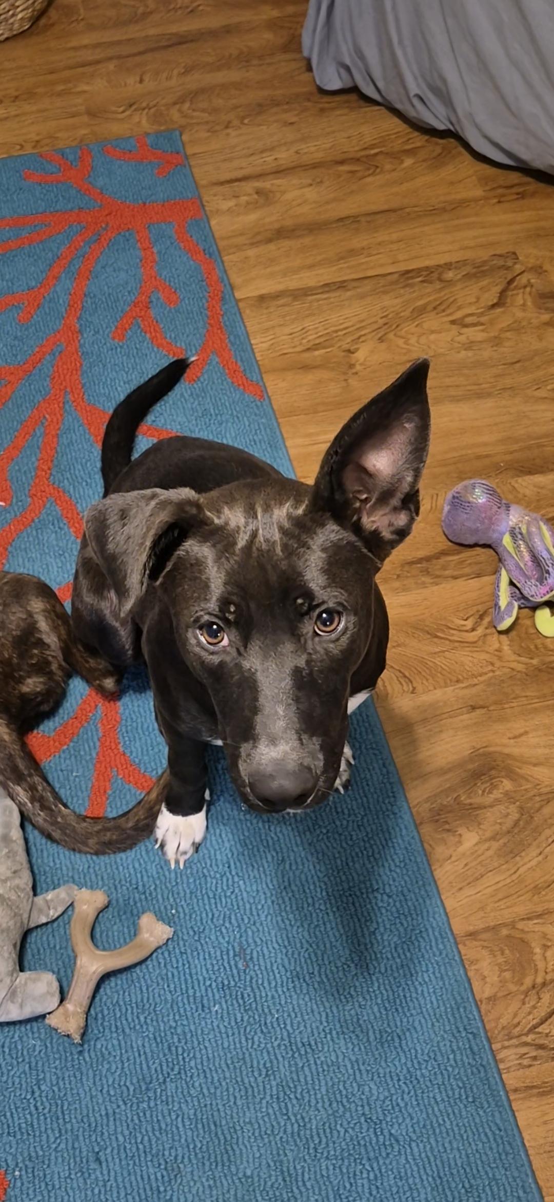 Kai, ADOPTABLE, Young Female German Shepherd Dog & Border Collie.