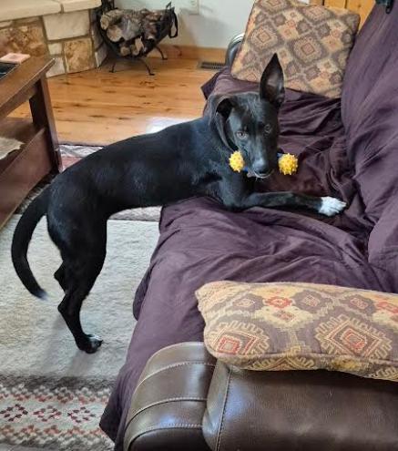 Enlarge Kai, a ADOPTABLE mixed breed in Bandera, TX image 2/4