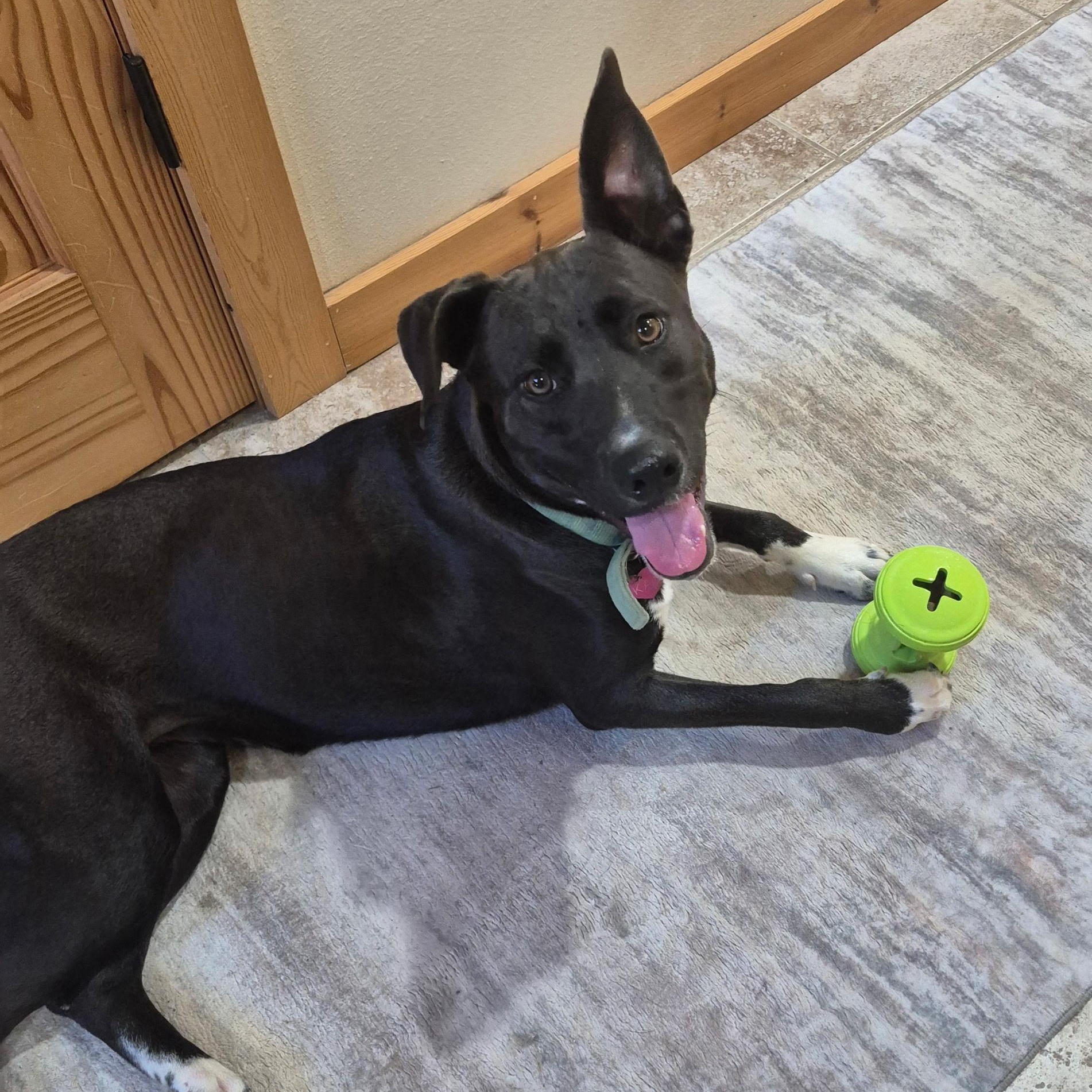 Kai, ADOPTABLE, Young Female German Shepherd Dog & Border Collie.
