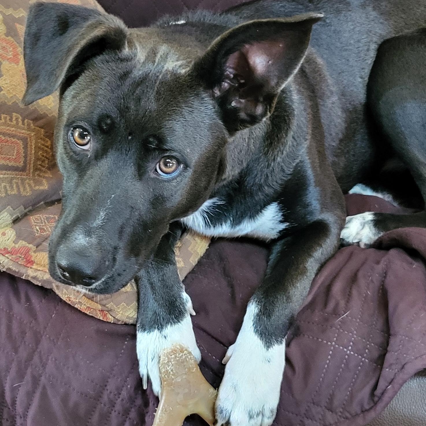 Enlarge Kai, a ADOPTABLE mixed breed in Bandera, TX image 3/4