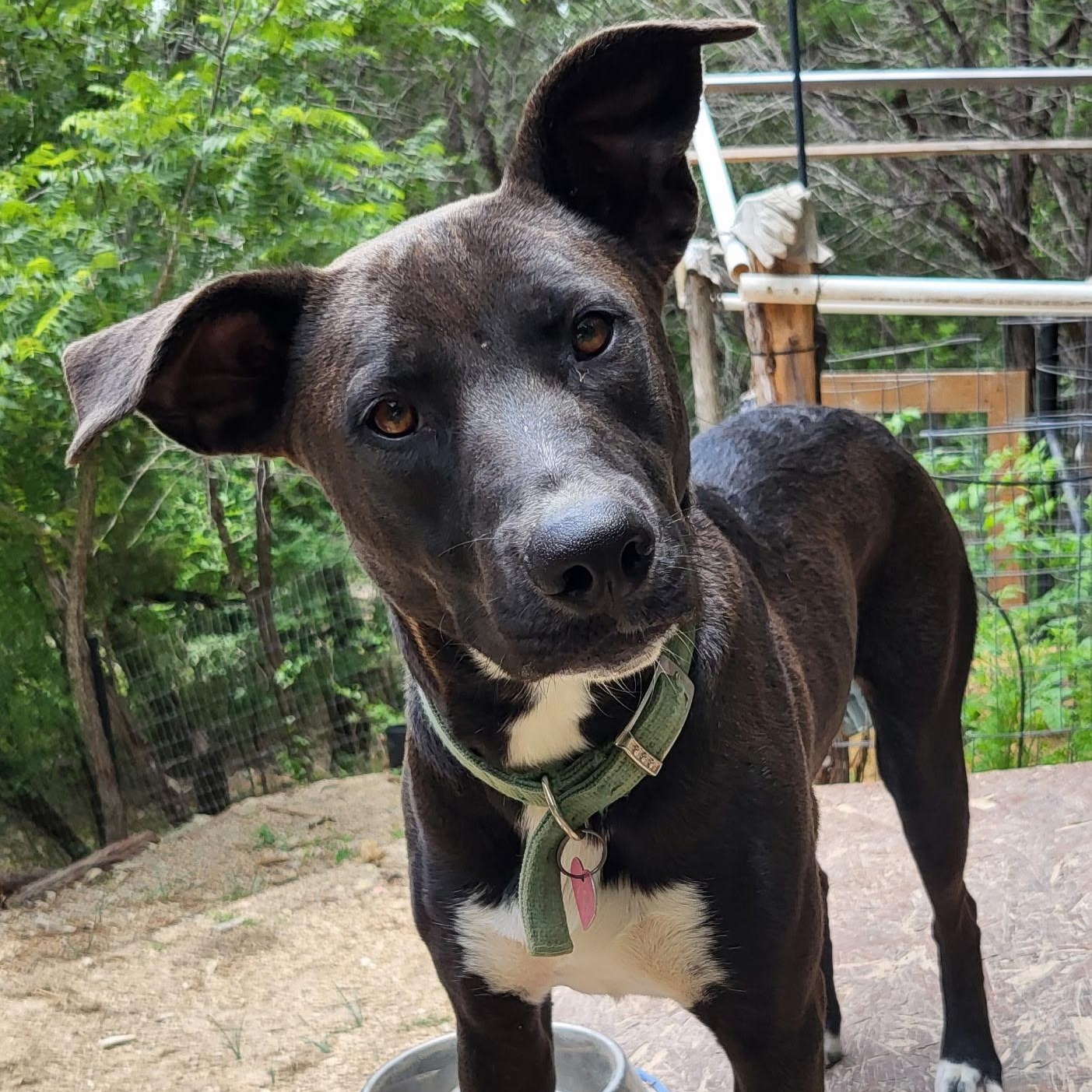Enlarge Kai, a ADOPTABLE mixed breed in Bandera, TX image 2/4