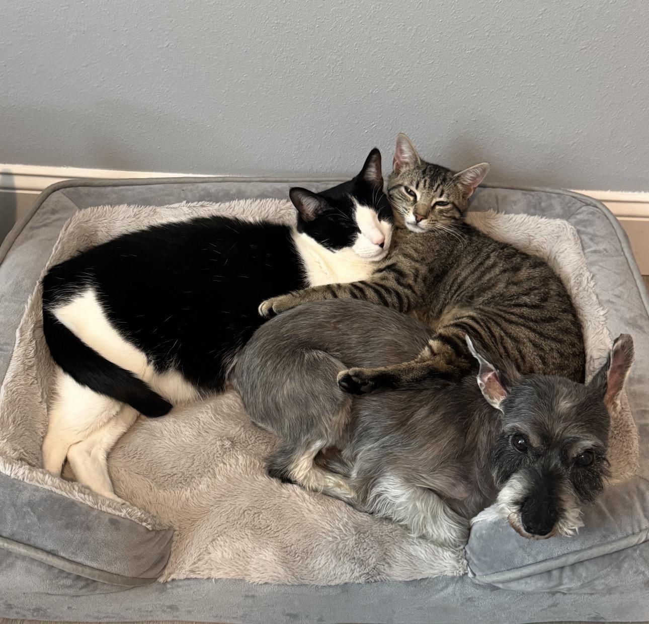 Marceline, a ADOPTABLE Domestic Short Hair in Crossville, TN image 6/6