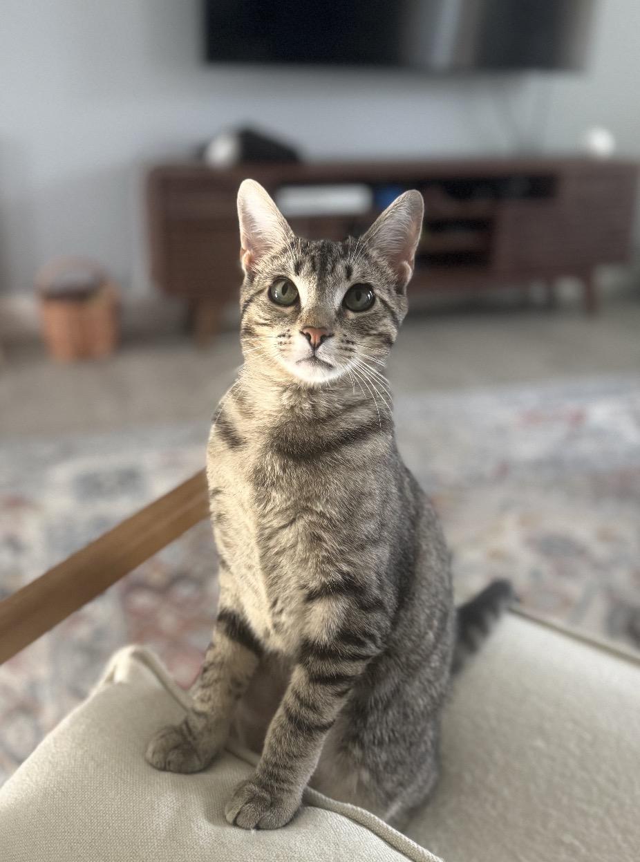 Marceline, a ADOPTABLE Domestic Short Hair in Crossville, TN image 2/6