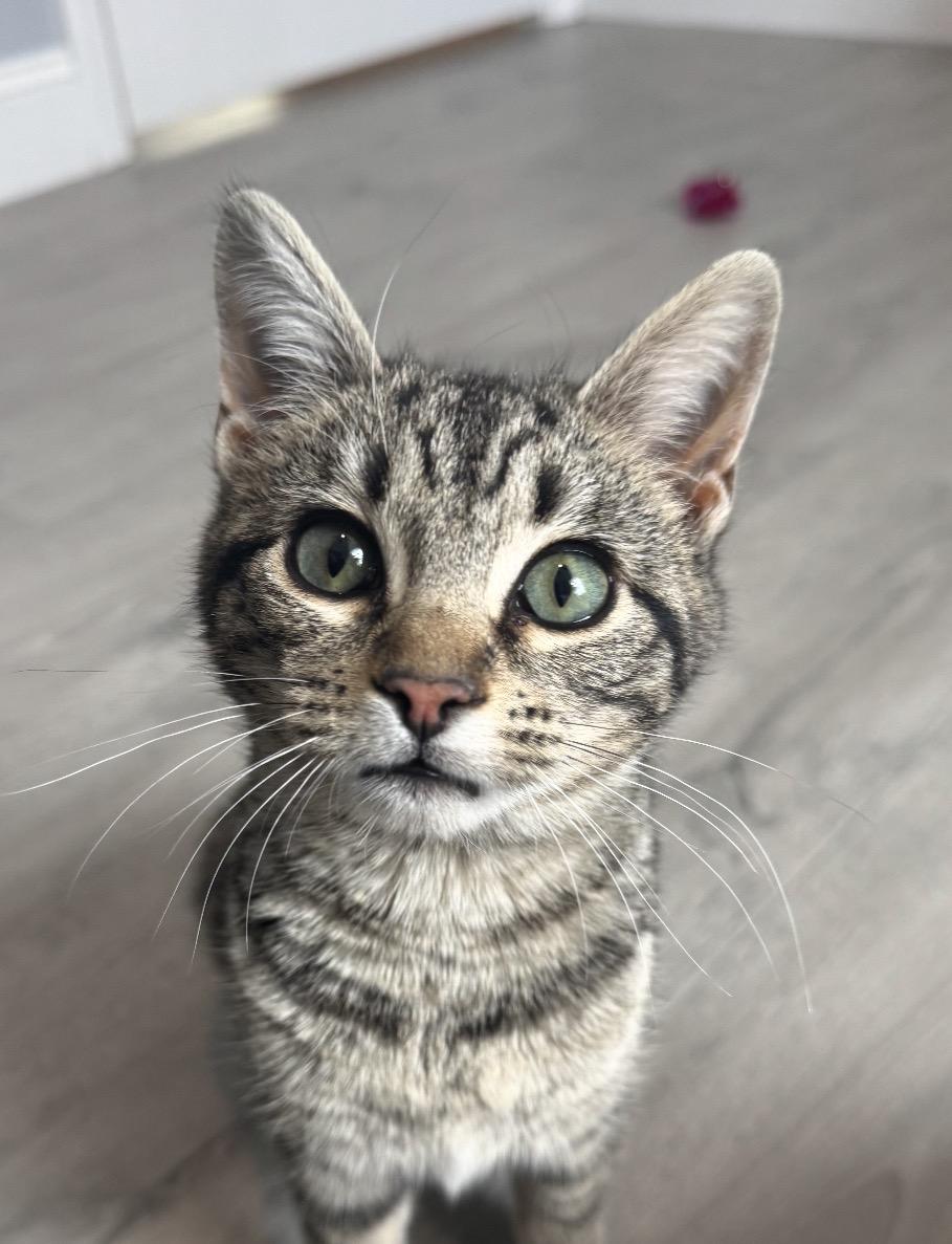 Marceline, a ADOPTABLE Domestic Short Hair in Crossville, TN image 1/6