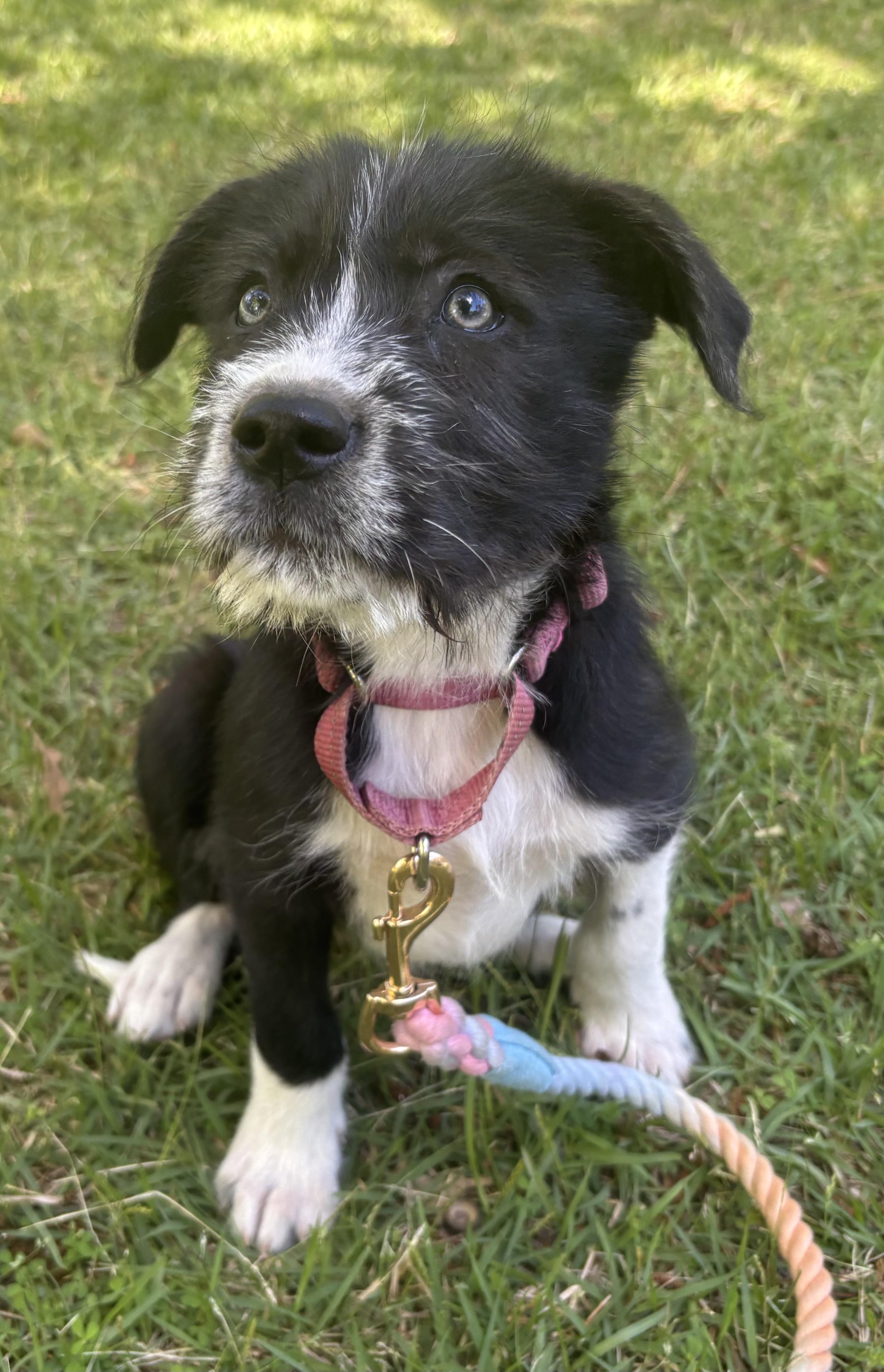 Ziti, Adoptable, Puppy Female Miniature Schnauzer & Giant Schnauzer.